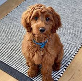 BUDDY