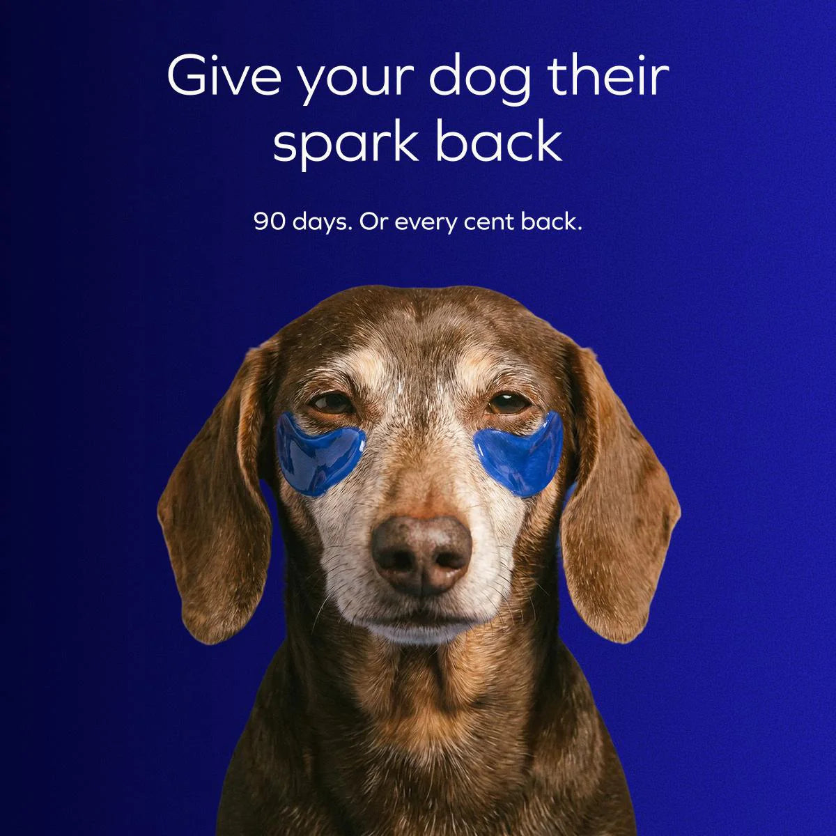 VIVOPET – the complete 4-layer liquid formula for aging dogs